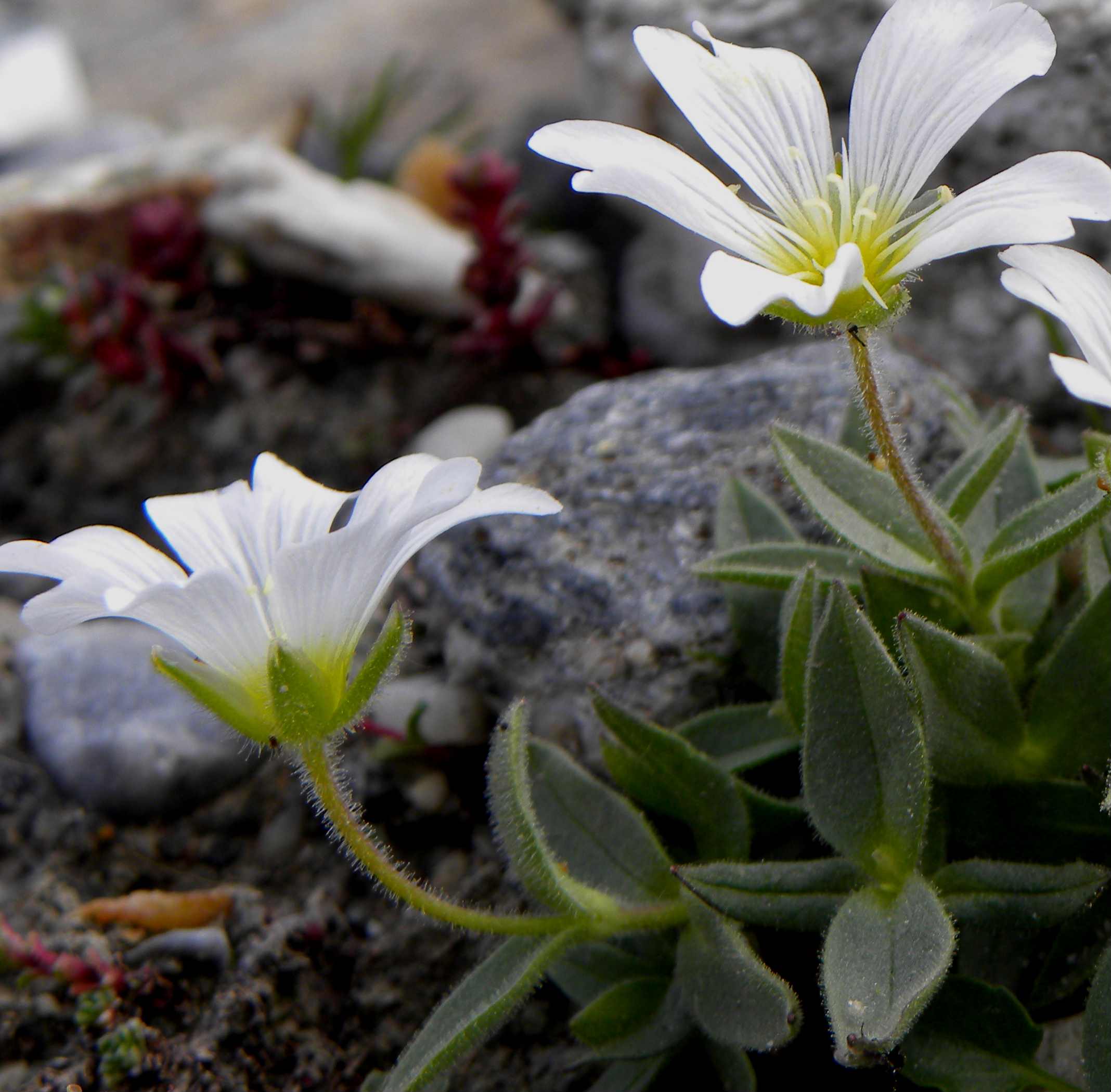 Cerastium uniflorum